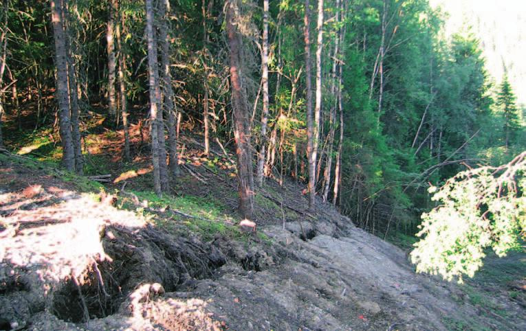 Figur 23. Id 7636. En grøft er gravd gjennom et gravfelt. Selve grøfta har skadet gravhaugene, og den påfølgende erosjonen forsterker skadene. Foto: May-Liss Bøe Sollund, NIKU 2005.