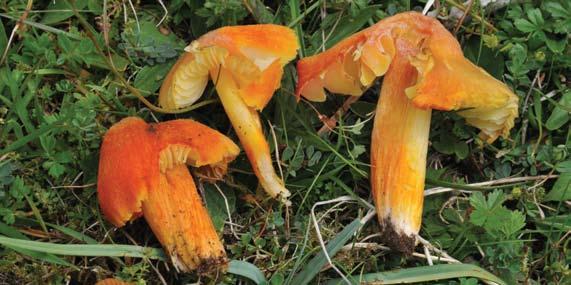 Hygrocybe intermedia (VU), another waxcap which is also a good indicator of rich grasslands. 15 Figur 15.