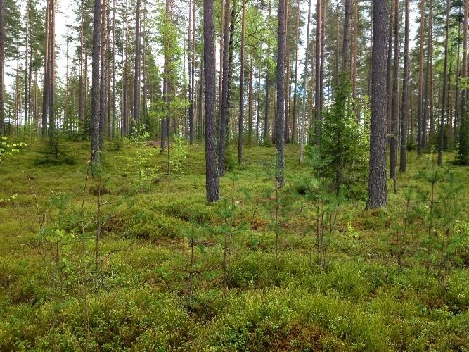 Gravde groper - markert med karttegn brun v for dette, skytestillinger markert med svart ring og voller som er markert med jordvoll.