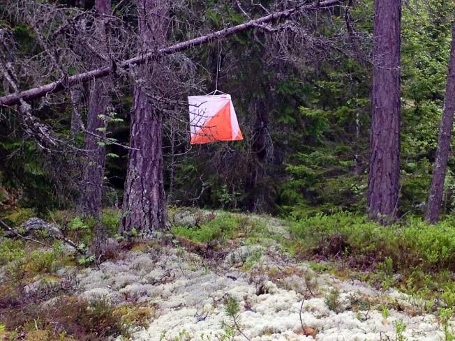 Løypene går i hovedsak på en flat, fartsfylt furumo med et nettverk av stier, og innslag av områder med dødisgroper.