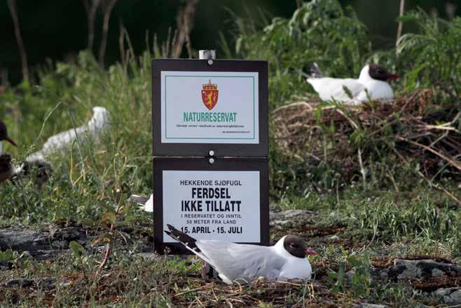 Ulvungene; U Asker naturreservat opprettet i 978 År Sum Kns Hg Gg Sa Æf Tj Hm Fm Sb 333 325 4 2 43 5 2 2 2 39 23 5 2 Vi har fryktet i mange år at denne hettemåkekolonien også skulle forsvinne, og i