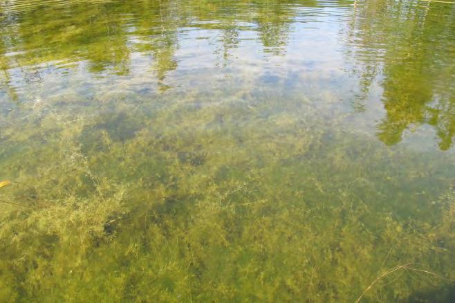 Pusleplanten Elatine hydropiper dannet vegetasjonens nedre grense på 1,8 m dyp. Figur 11. Stor bestand av Hippuris vulgaris i Sjøvatnet, ei åpen evje i Lakselva.