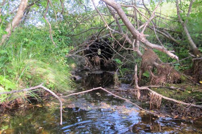 Vannvegetasjonen var dominert av massebestander av langskuddsplantene Myriophyllum alterniflorum og Potamogeton gramineus fra ca. 0,5 m ut til 3-3,5 m dyp. Storvokste planter av Potamogeton cf.