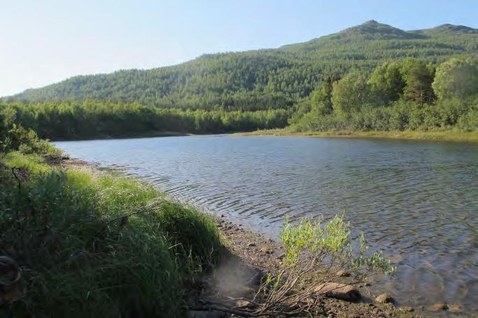 Vannvegetasjon Vannvegetasjonen var dominert av langskuddsplanten Myriophyllum alterniflorum i områder dypere enn 1-1,5 m dyp, mens Hippuris vulgaris dannet store bestander i øvre og nedre del.