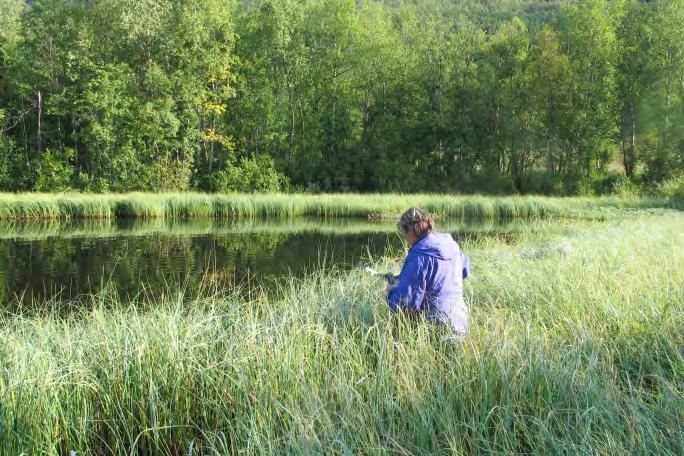 Som flomsikringstiltak ble det i 1996 gravd en kanal som dirigerte det meste av vannføringen utenom meandersvingen (Svenning og Hanssen 1999). Lokaliteten kan nå ses på som en menneskeskapt kroksjø.