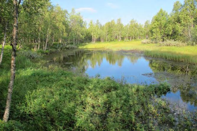 For øvrig var det mye mose på bunnen. Lok TR-16 Breikjosen Breikjosen er en kroksjø ved Austbø i Takelva, like øst for TR-15.