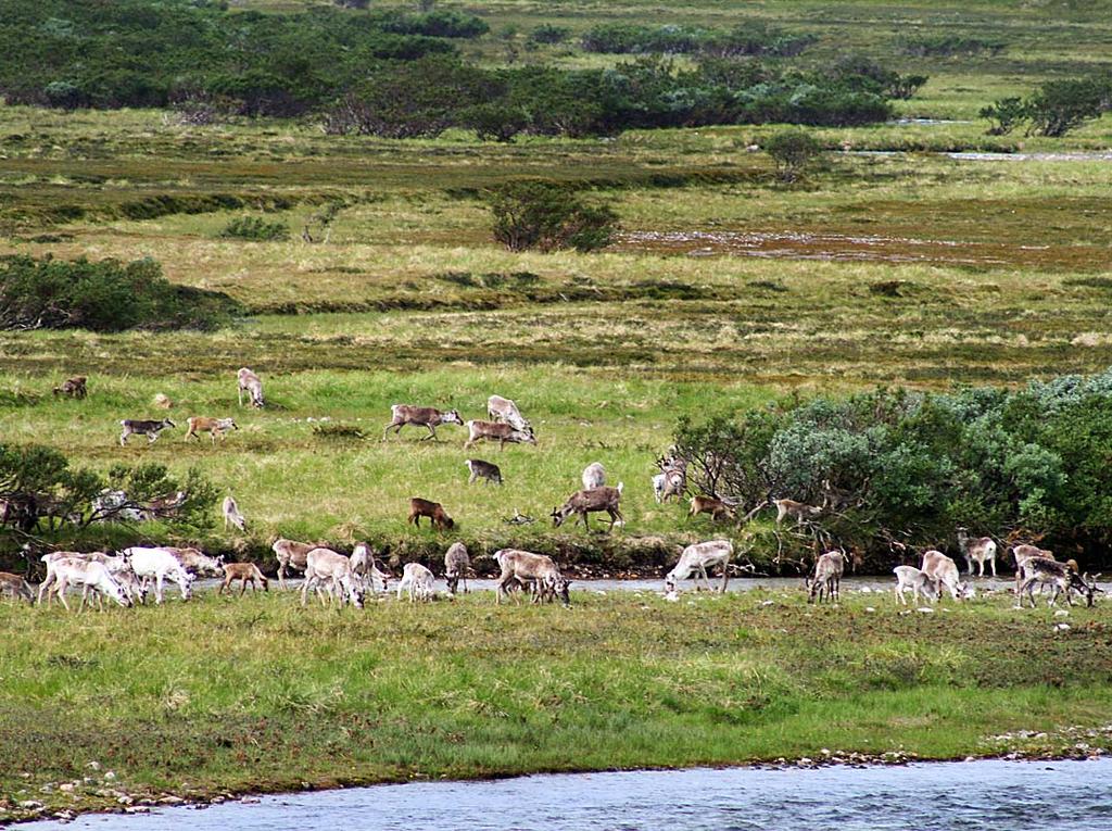 Sirkumpolare reinsdyrsbestander (både ville og tamme): Den mest omfattende biologiske ressursen på tundraen Stor kulturell og økonomi verdi Labile bestander (klima, høsting, overbeiting, rovdyr,