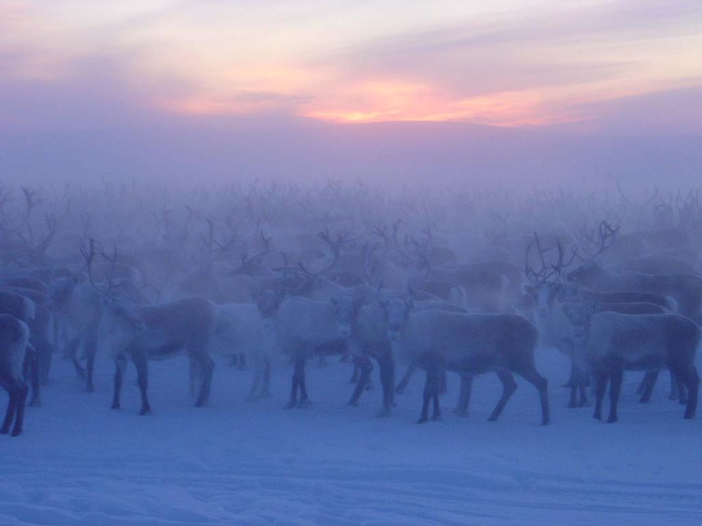 Lav høsting Høyt reintall Små dyr Klimasårbarhet (Fauchald et al. 2004, Tveraa et al.