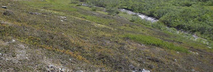 Overbeite Klimaendring Tundra uten vierkratt