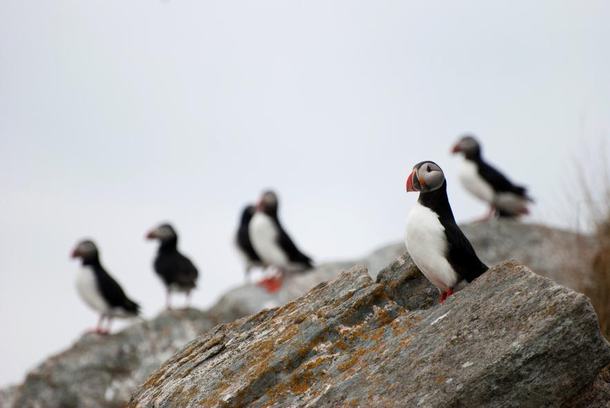 Naturmangfoldlovens kap II Krav til begrunnelse av alle vedtak som berører naturmangfold ( 7) i fht. bl.a. Kunnskapsgrunnlaget ( 8) Føre-var-prinsippet ( 9) Vurdering av samlet