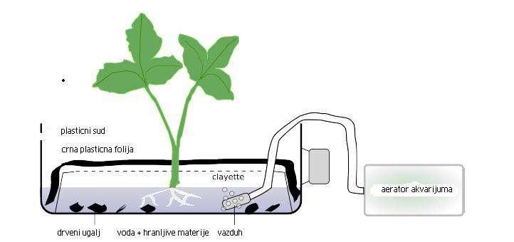 Видимо да се хипотеза Ван Холмта показала исправном јер за развој биљке тло није неоп-ходно.