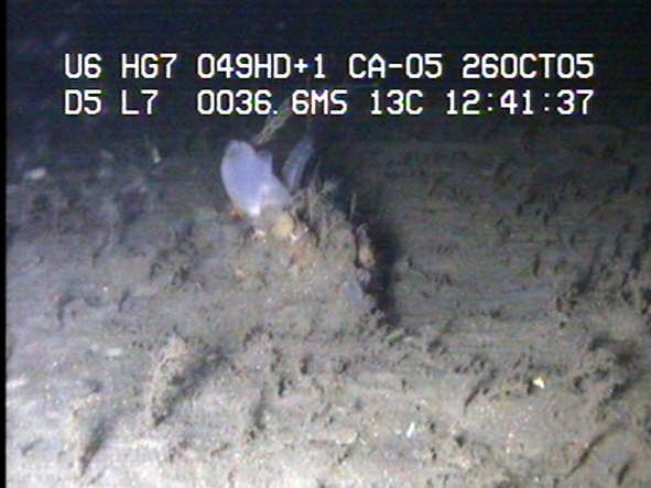 Forekomsten indikerer at dette er et strømrikt område. Figur 26. Undervannsfoto fra bunnområdene i Breviksundet 26. oktober 2005. Fra ROV DV-opptak.