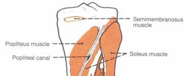 popliteus-a Spoljašnja strana: Napred i dole pripoj tractus iliotibialis
