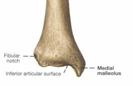 tensor fasciae latae) Pozadi i dole facies articularis fibularis Unutrašnja