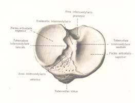 unutrašnjeg (condylus medialis).