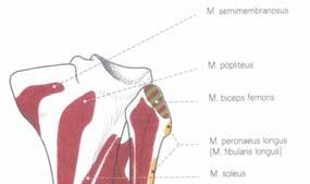 posterior za koju se pripajaju idući od spreda put pozadi: Meniscus