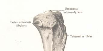 cruciatum posterius Prednja strana: Tuberositas tibiae pripaja se lig.