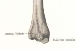 Zadnja strana: Klize tetive m. flexor digitorum longus-a i spolja od nje m.