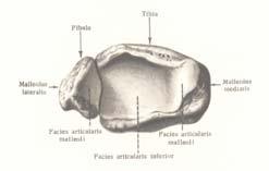 tibiae): Trostrano prizmatičnog oblika, pa mu se opisuju tri strane i tri ivice: Ivice: Prednja (margo anterior)