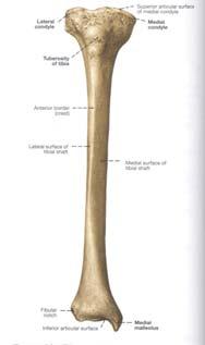 medialisa Pripoji: Fascia cruris M.