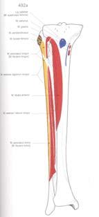 između margo anterior i margo medialis Spoljašnja (facies lateralis) između margo anterior i margo lateralis: