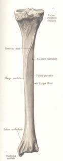 gracilis Facies lateralis: M.