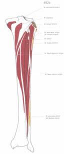 greben na kome se pripajaju: M. soleus (donji deo) M. tibialis posterior (gornji deo) M.