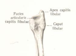 flexor digitorum longus (ispod linea m. solei unutrašnje polje) Spoljašnja kost potkolenice.