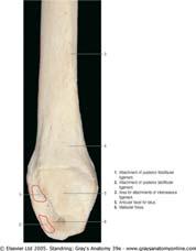 biceps femoris apex capitis fibulae M.