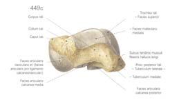 spoljašnji gležanj (facies malleolaris lateralis) Unutrašnja: Facies malleolaris medialis Prednja