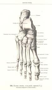 (bliže margo posterior); crista medialis i margo interosseus polaze distalno od zajedničkog koštanog