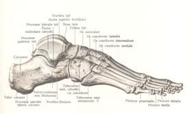 tibialis posterior unutrašnje polje M.