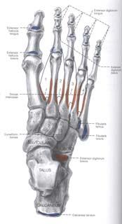 extensor digitorum brevis upolje od sulcus calcanei Donja (idući od pozadi prema napred): Tuber calcanei: Processus lateralis tuberis calcanei Processus medialis tuberis