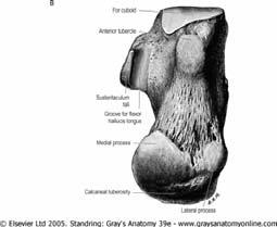 flexor digitorum brevis processus medialis tuberis calcanei Lig. plantare longum processus medialis tuberis calcanei M.