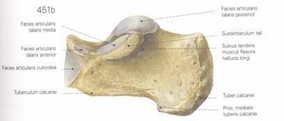 cuneiformia napred, os cuboideum spolja Na donjoj strani se nalazi kvrga tuberositas ossis navicularis za pripoj glavne tetive m.
