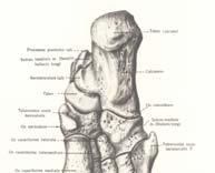 Kockasta kost (os cuboideum) Nalazi se između baza IV i V metatarzalne kosti napred, kalkaneusa pozadi, os cuneiforme laterale unutra Na donjoj strani ispupčenje tuberositas ossis cuboidei i ispred