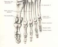 adductor hallucis (caput obliquum), Pet dugih kostiju koje međusobno ograničavaju međukoštane prostore (spatia interossea) za međukoštane mišiće (mm.