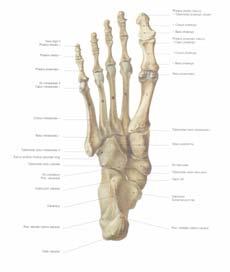 zglobljavanje sa prstima) Tuberositas ossis metatarsalis primi ispupčenje na plantarnoj strani os metatarsale I Tuberositas ossis metatarsalis quinti ispupčenje na bazi os metatarsale V (spoljašnji