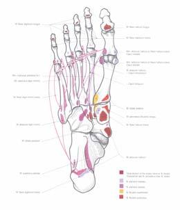 peroneus brevis et tertius tuberositas ossis metatarsalis quinti Mm.