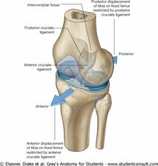 tibiae Facies patellaris femoris patellae Meniscus medialis et lateralis Prednji