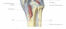 cruciatum posterius povezuje prednji deo spoljašnje strane condylus medialis-a sa