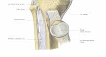 cruciatum anterius i condylus lateralis Lig.