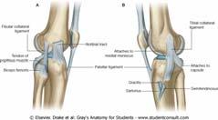 cruciatum posterius i condylus medialis-om Meniskofibularne, meniskotibialne i