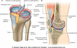 M. flexor hallucis longus plantarna strana ove falange palca M.