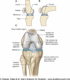 Phalanx  extensor digitorum brevis dorzalna strana ovih falangi II IV prsta Phalanx