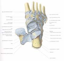 articularis inferior tibiae Facies articulari malleoli lateralis Facies articularis malleoli