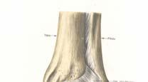 tibiotalaris anterior Pars tibiotalaris posterior Spoljašnje: Lig. calcaneofibulare Lig.