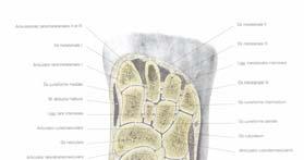 Zglob čunaste i kockaste kosti (art. cuboideonavicularis) prisutan u oko 50% slučajeva Zglob kockaste i spoljašnje klinaste kosti (art. cuboidocuneiformis) Ligg. cuneocuboidea dorsalia Ligg.