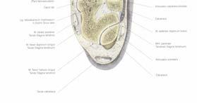 intercuneiformes) Ligg. intercuneiformia interossea Ligg. intercuneiformia dorsalia Ligg. intercuneiformia plantaria Art. calcaneocuboidea Art. talocalcaneonavicularis Art.