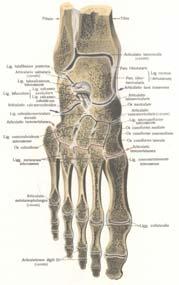 calcaneocuboideum Oblika slova V i razdvaja dva dela ovog zgloba Pokreti klizanja Zglobna šupljina predstavlja zadnju amputacionu liniju stopala koja se pruža spolja od tačke 15 mm pozadi tuberositas